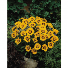 Des images de diff�rentes plantes